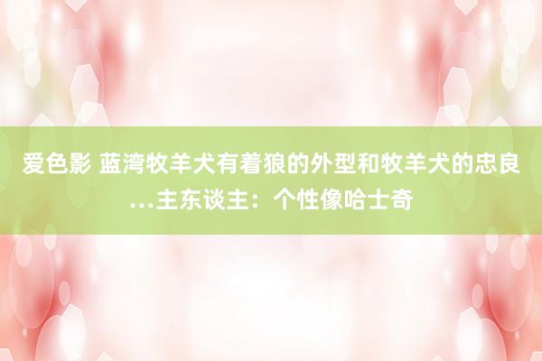 爱色影 蓝湾牧羊犬有着狼的外型和牧羊犬的忠良…主东谈主：个性像哈士奇